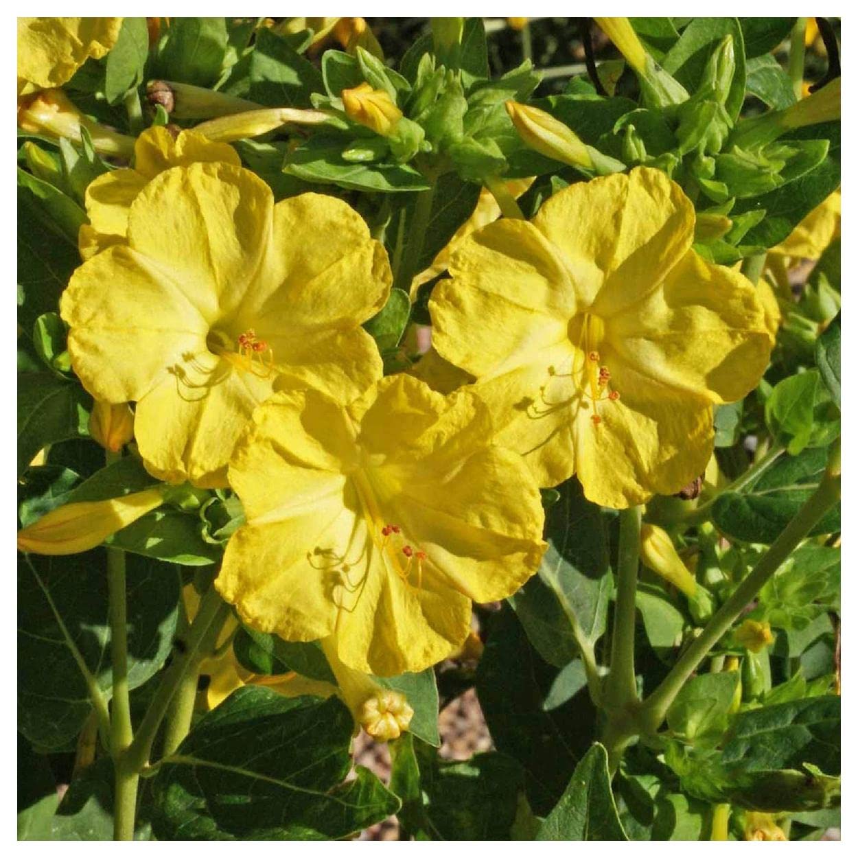 Everwilde Farms - 50 Yellow Four O'Clock Wildflower Seeds - Gold Vault Jumbo Seed Packet for Garden Landscaping & Outdoor Decor