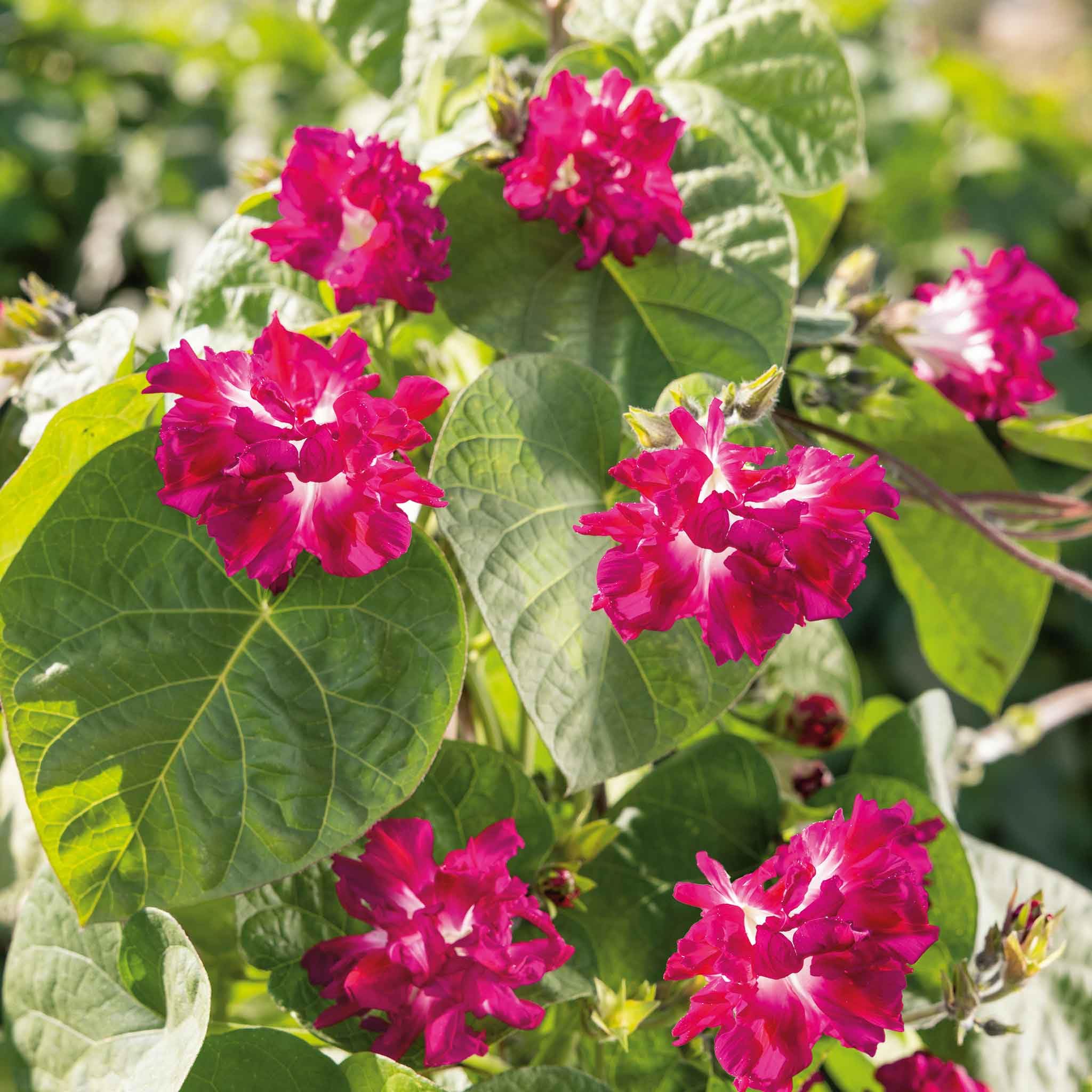 Eden Brothers Morning Glory Seeds - Japanese Ruffled, Non-GMO Flower Seeds for Planting | Low-Maintenance, Spring Planting, Zones 1-10 | Perfect for Garden Borders, Trellises & Container Gardening