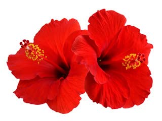 Organic Hibiscus Flower Powder for Hair Growth & Skin Care - 250g | Natural DIY Face Mask & Hair Treatment | Promotes Healthy Scalp & Glowing Skin
