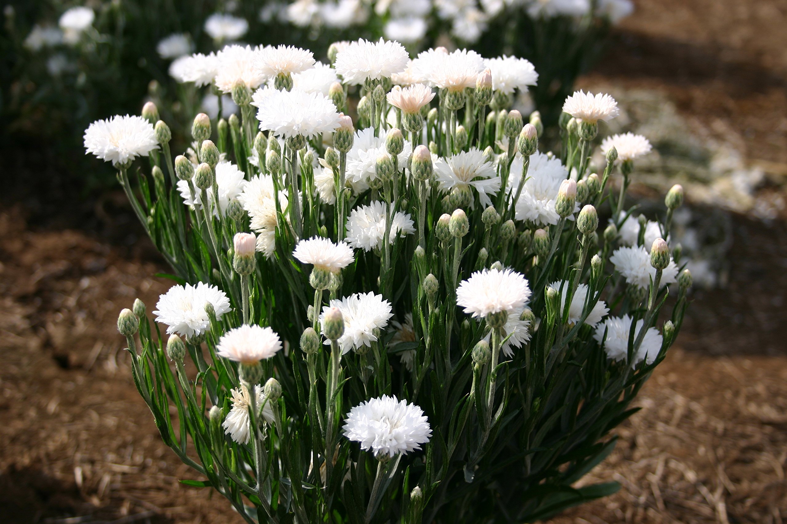 Dwarf White Bachelor Button Flower Seeds for Planting - 200+ Seeds Per Packet, Centaurea Cyanus (White Cornflower) by Isla's Garden Seeds | Perfect for Home Gardens, Wedding Decor & DIY Floral Arrangements