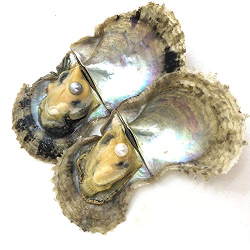 4PC Saltwater Akoya Pearl Oyster with 6-8mm Pearls Inside - Genuine Cultured Pearls for Jewelry Making, DIY Crafts & Gift Giving - Perfect for Wedding Favors, Birthday Presents & Home Decor