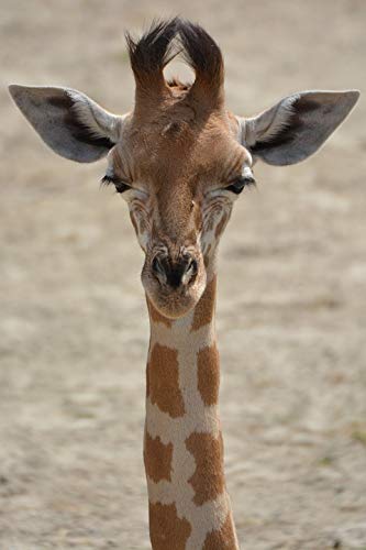 20x30 Inch Giraffe Animal Laminated Poster - Vibrant Colors & High-Quality Print - Perfect for Kids Room, Nursery Decor, Classroom & Office Wall Art