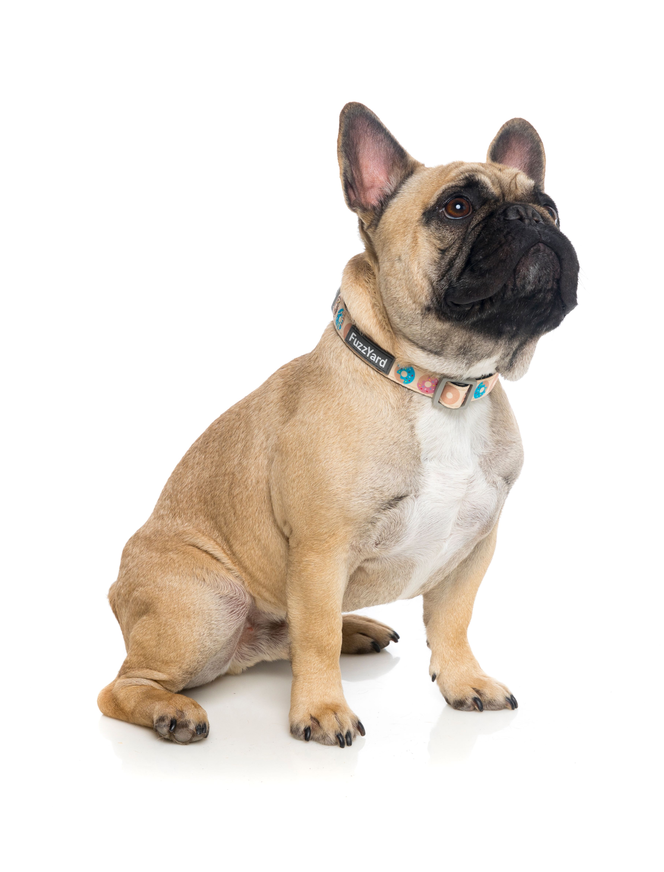 Fuzzyard Adjustable Dog Collar - Soft & Durable Pet Collar for Small, Medium & Large Dogs - Perfect for Daily Walks, Training & Outdoor Adventures