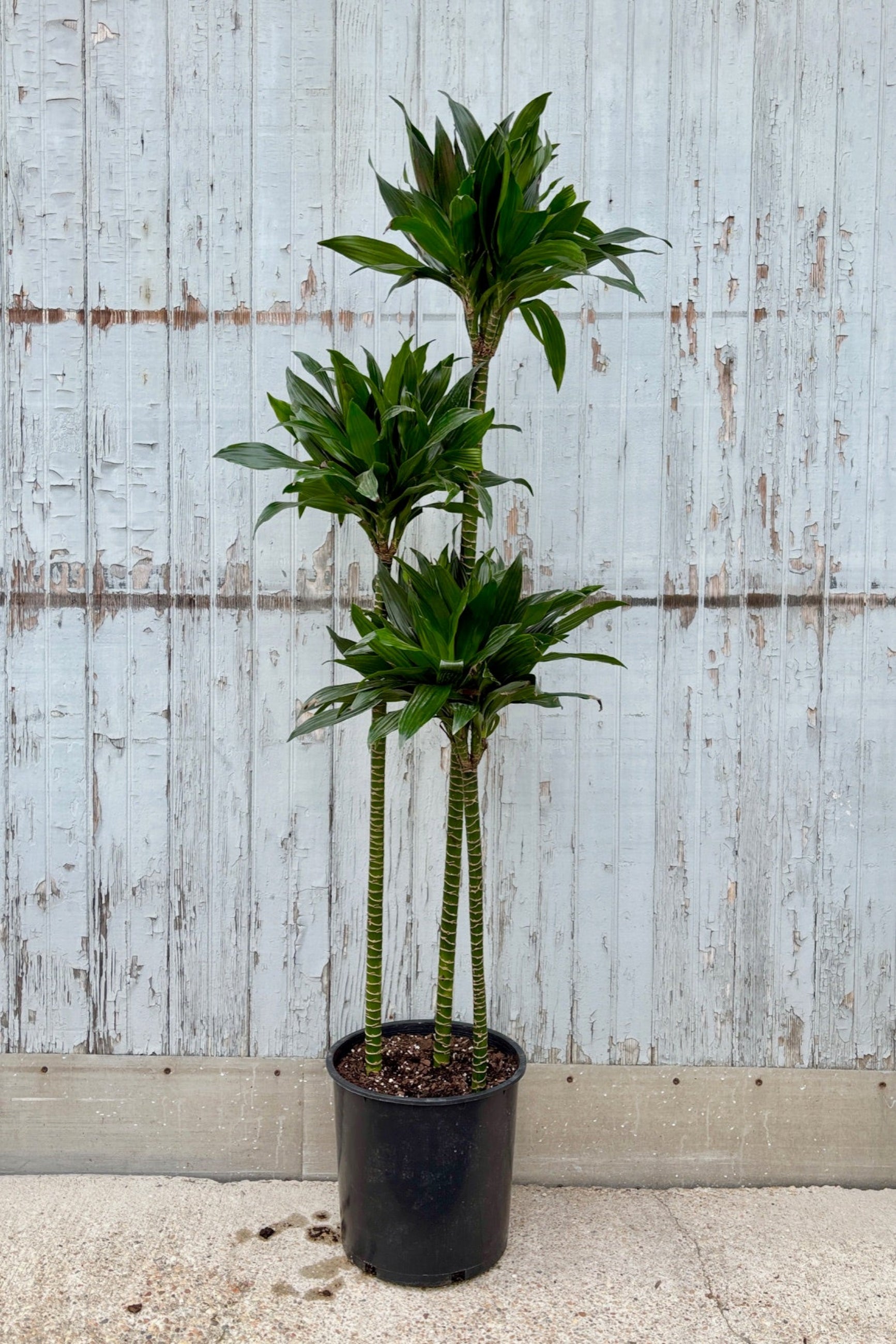 Dracaena 'Green Jewel' 12 Staggered Cane Live Plant - Indoor Houseplant for Home & Office Decor, Air Purifying Plant for Living Room, Bedroom