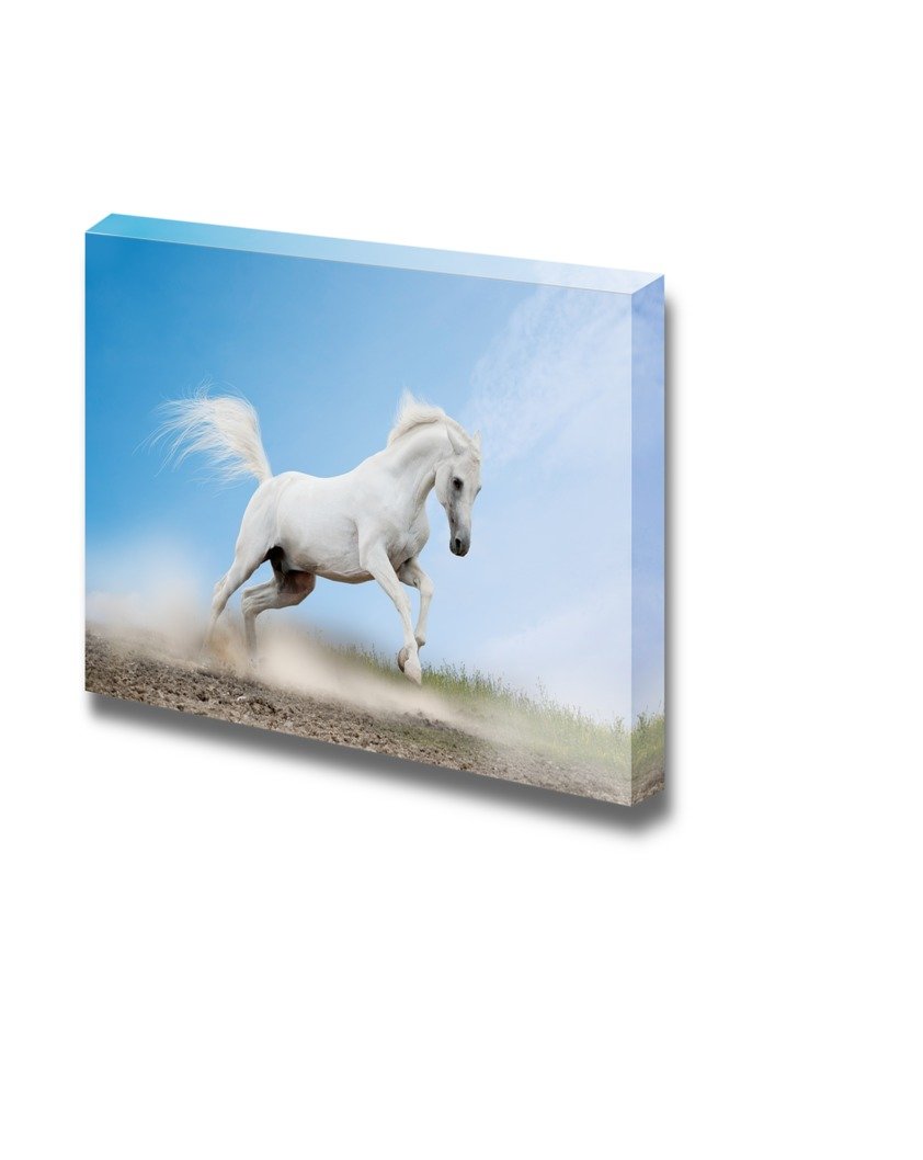White Arabian Horse Running Canvas Print - 12