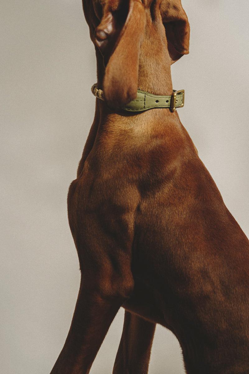 Premium Dog Walking Kit - Durable Country Leash & Collar Set in Green for Outdoor Adventures, Hiking, and Daily Walks