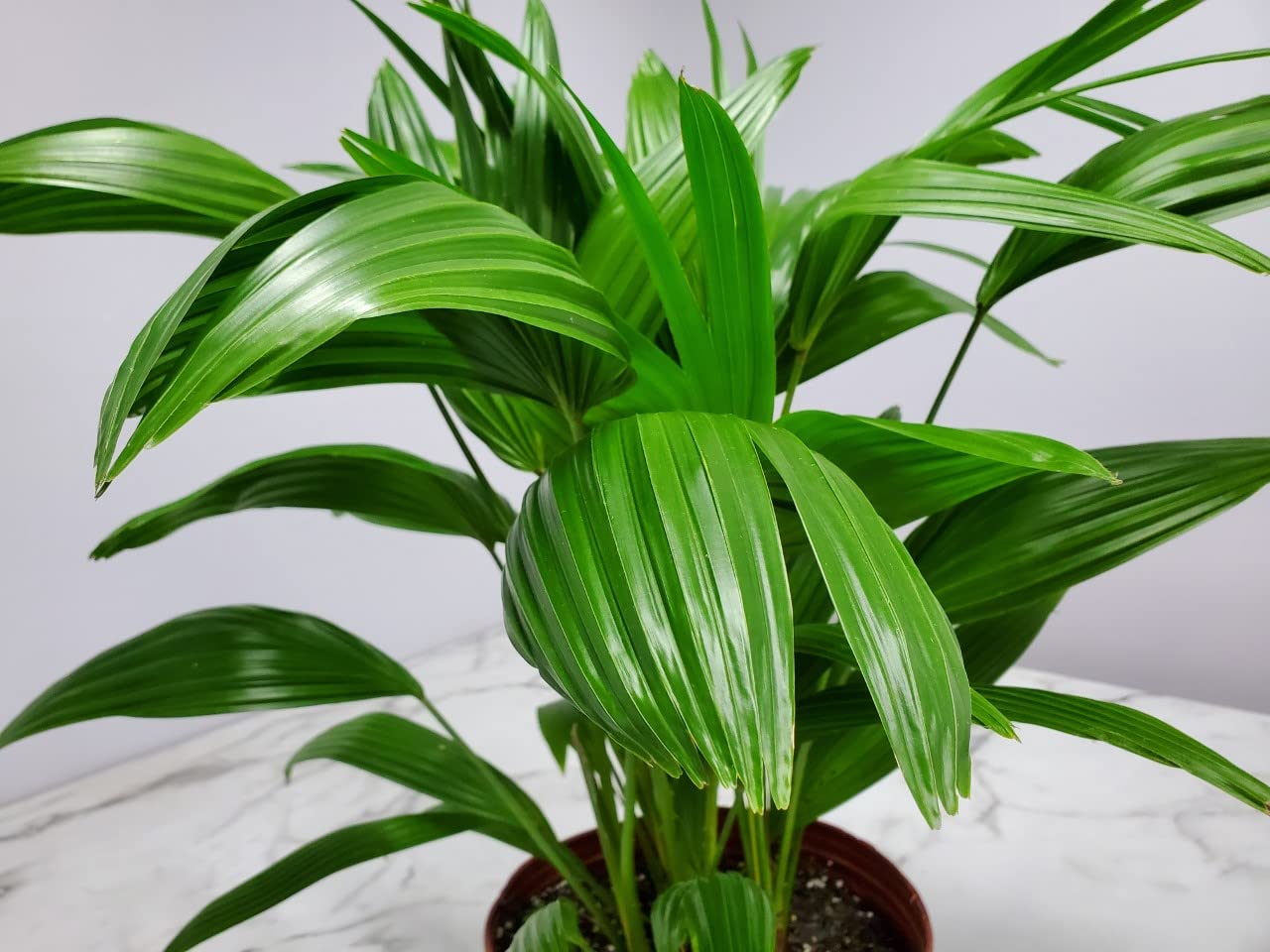 30-32 Inch Fountain Palm Tree - Large Tropical Houseplant for Home & Office Decor - Real Fan Palm from Florida (Plant Only) - Perfect for Living Room, Patio, or Indoor Garden