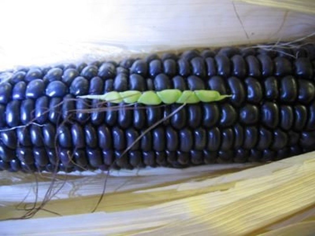 Blue Corn Seeds - 8