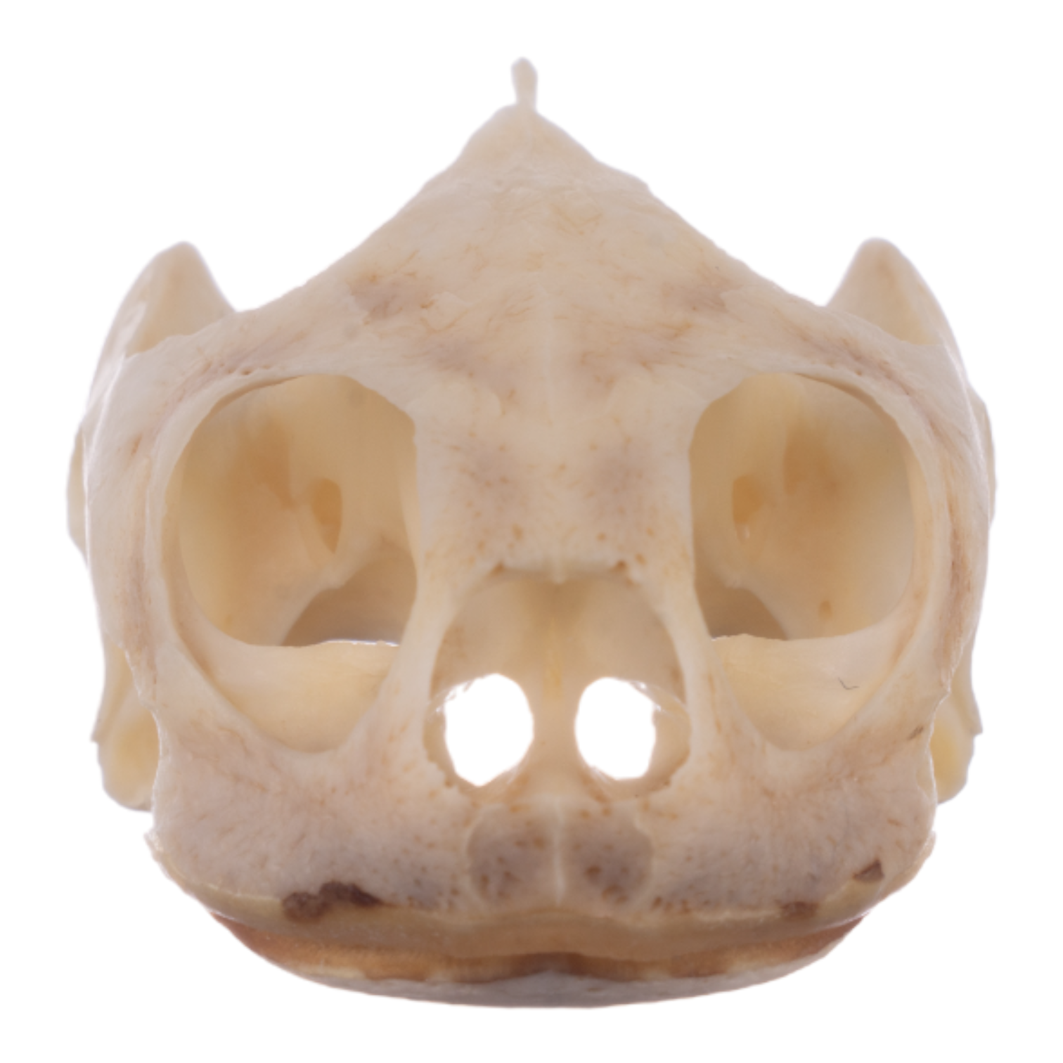 Authentic Real River Cooter Skull - Genuine Turtle Skull Specimen for Science Study, Taxidermy, and Home Decor - Perfect for Biology Classrooms, Oddity Collections, and Gothic Decor