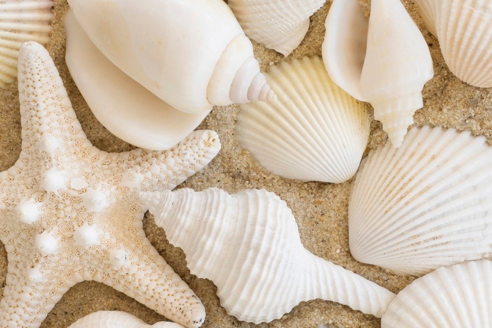 Lantern Press Seashells Wall Art Poster - 12x18 Inches Coastal Beach Decor for Living Room, Bedroom & Bathroom | Vintage Ocean Theme Home Decoration