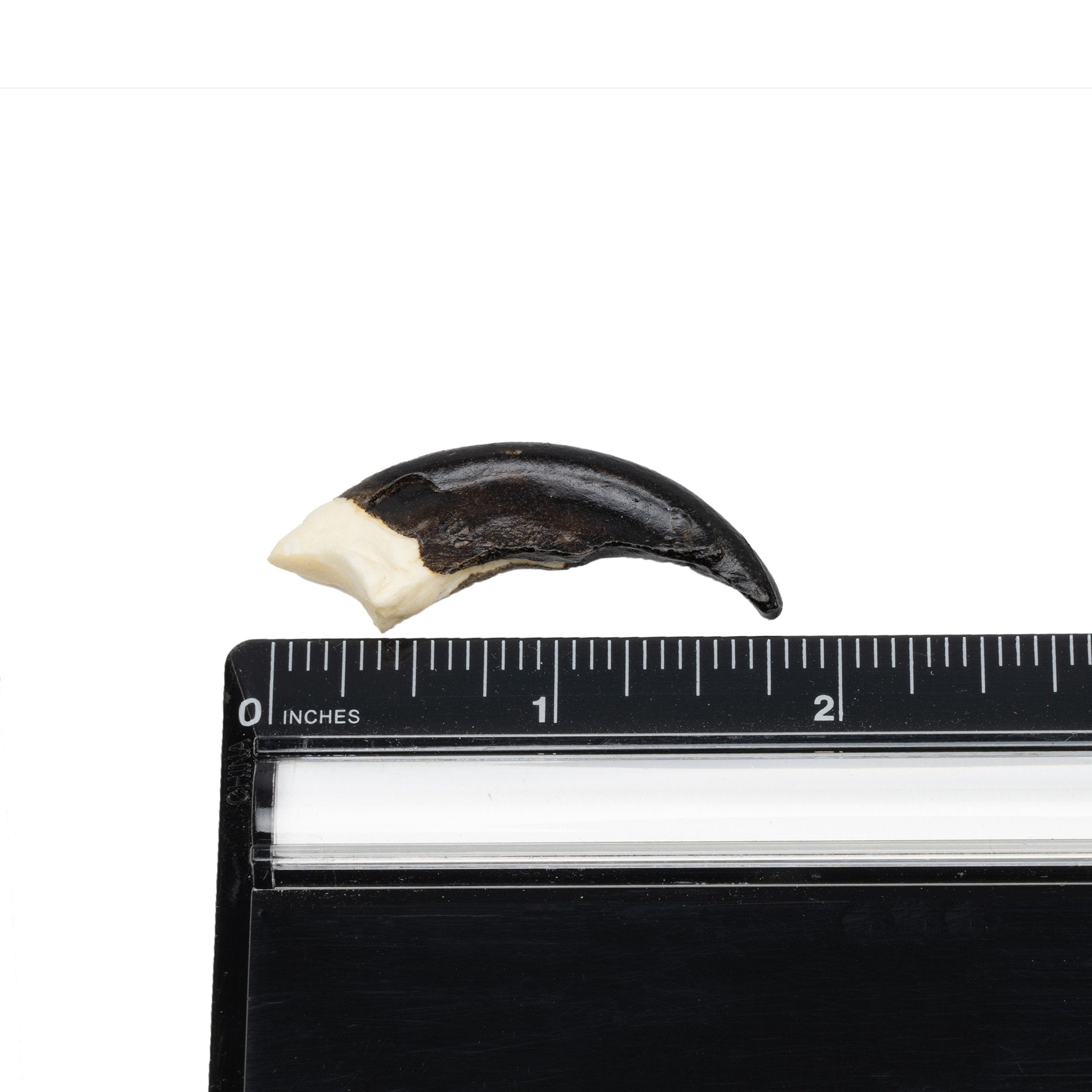 Authentic Komodo Dragon Claw Replica - High-Quality Collectible for Home Decor, Halloween Costume & Cosplay Accessories