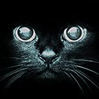 Cat Black