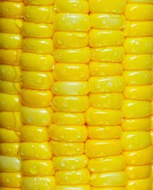 Corn