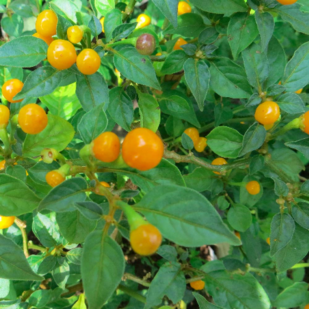 Organic Aji Charapita Pepper Seeds - Non-GMO Heirloom Hot Chili Peppers for Home Gardening - Packet of 5 Seeds - Perfect for Spicy Cooking, Sauces, and Container Gardens