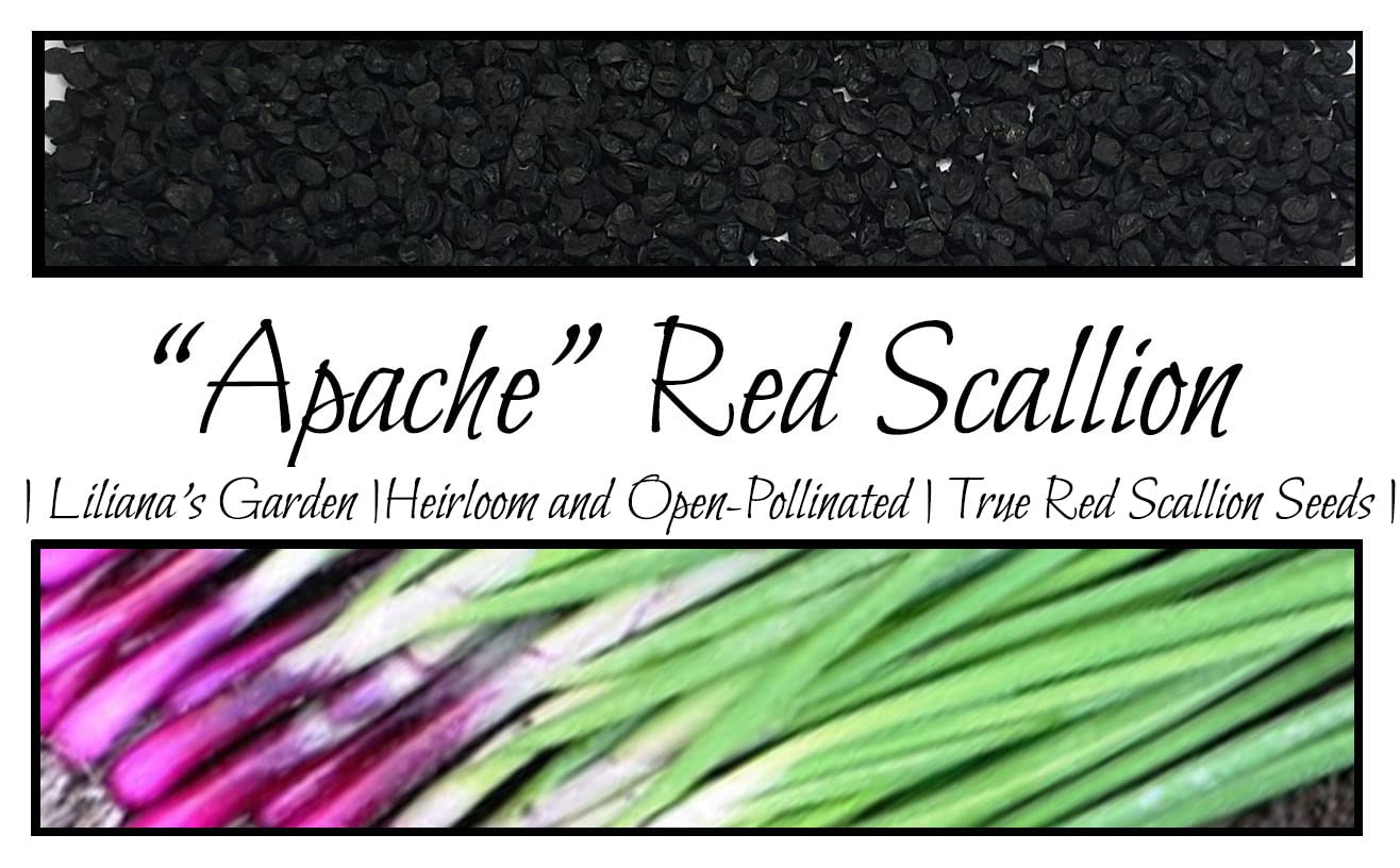 Apache Red Bunching Onion Seeds - Heirloom Red Scallion & Salad Onion Seeds by Liliana's Garden | Non-GMO, Easy to Grow | Perfect for Salads, Stir-fries & Home Gardening