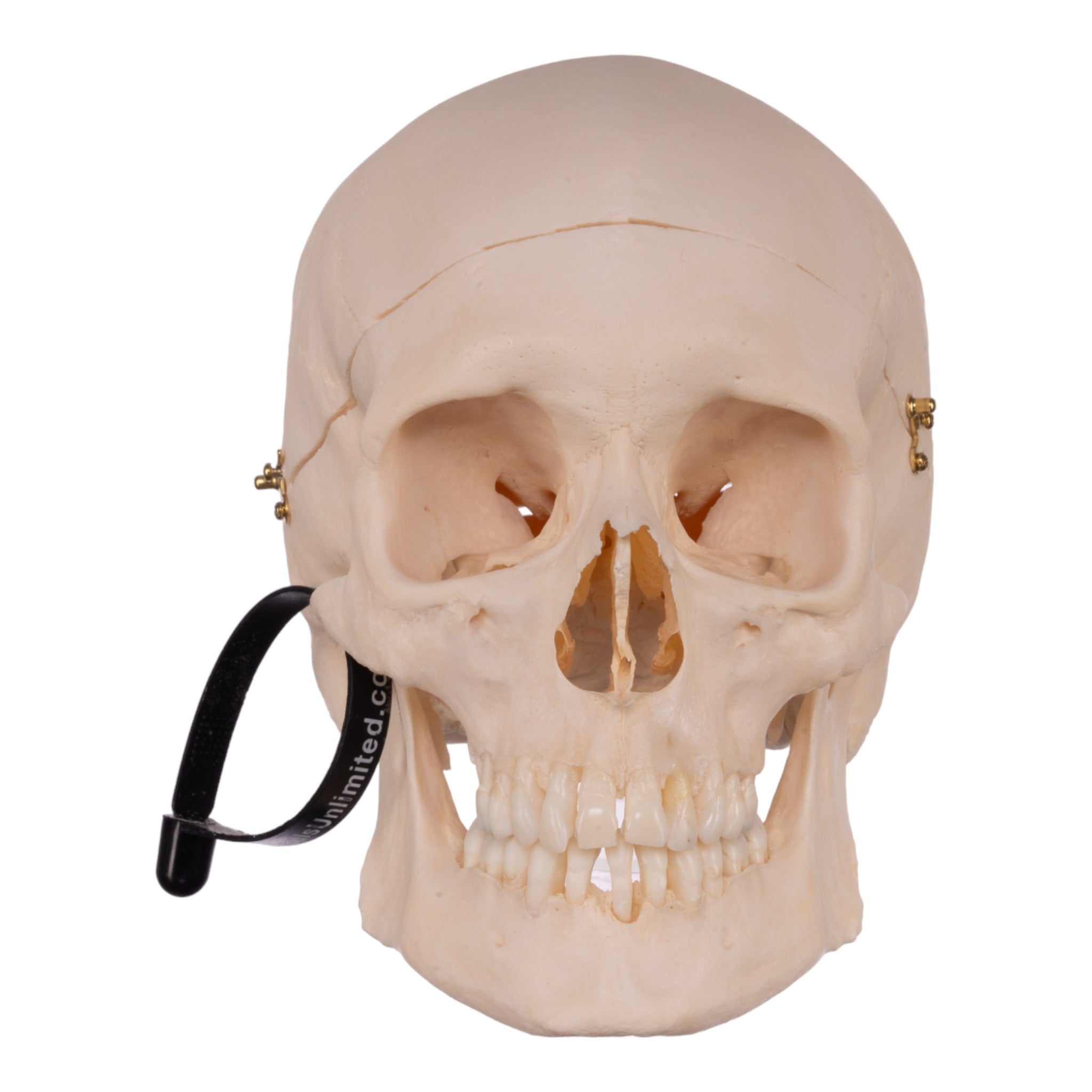 Premium Anatomical Human Skull Model - Accurate Medical & Educational Replica for Students, Doctors & Collectors - Perfect for Classroom, Lab & Halloween Decor