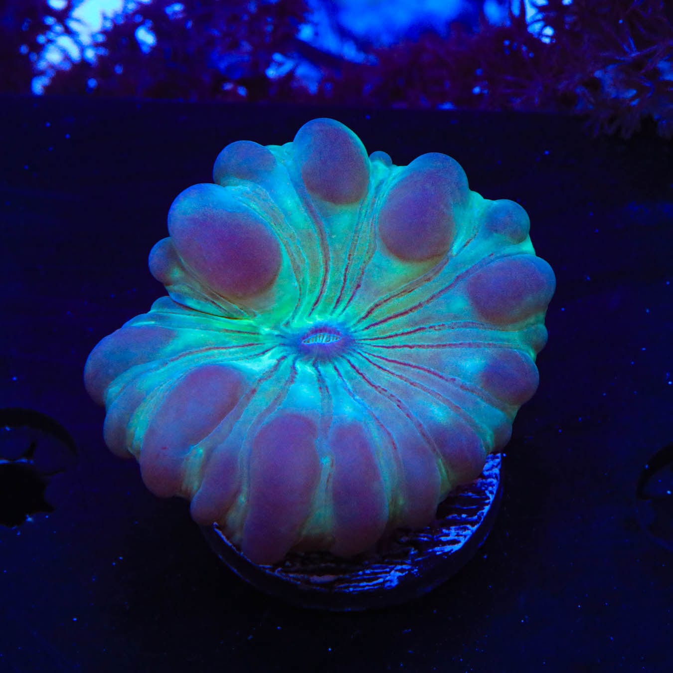 Fox Coral 1019 19 - Stunning Artificial Coral for Saltwater Aquariums & Marine Tank Decor | Perfect for Reef Tanks, Fish Tanks, and Ocean-Themed Home Decor