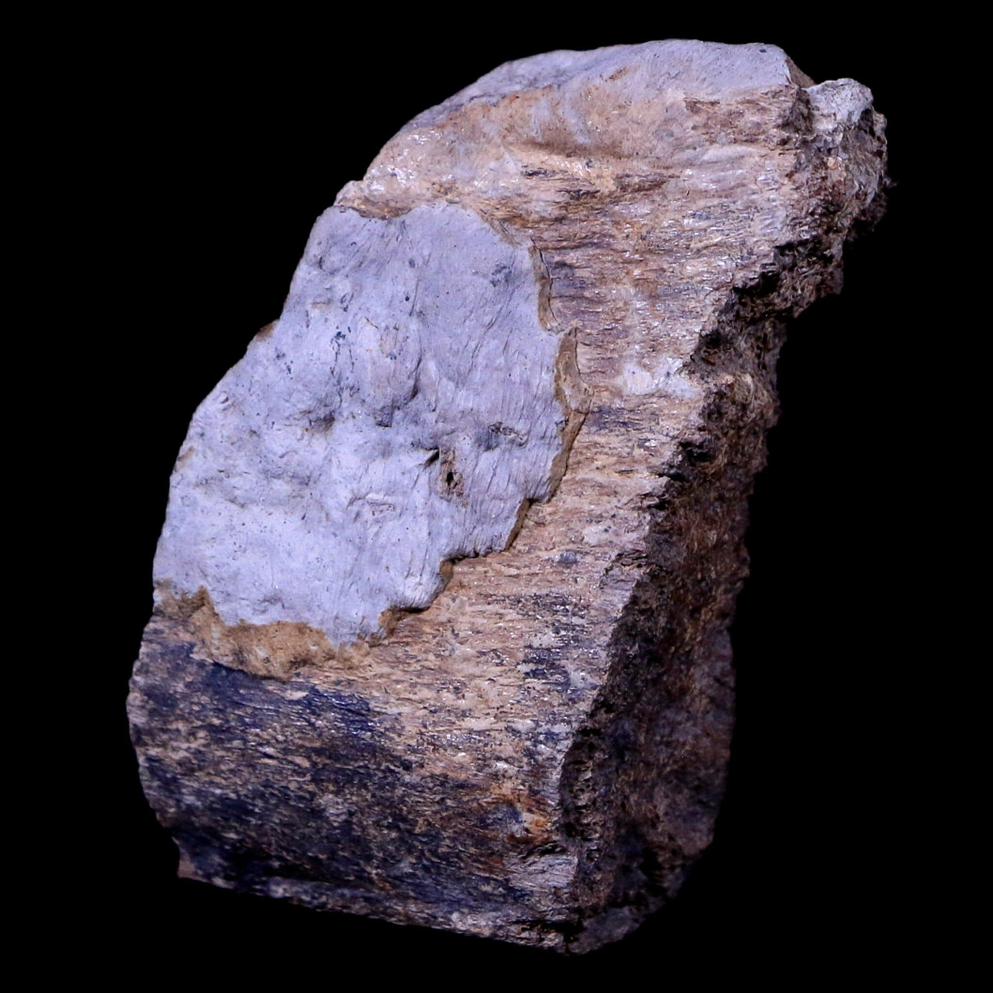 Authentic Gryposaurus Fossil Rib Bone - Duck-Billed Dinosaur Fossil from Judith River, Montana with COA | Rare Paleontology Specimen for Collectors, Museums & Educational Displays