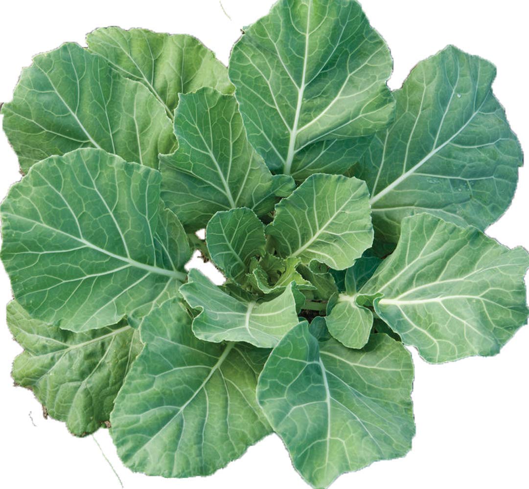 UtopiaSeeds Vates Collard Seeds - Premium Non-GMO Collard Greens Seeds for Home Gardening | Grow Delicious, Nutritious Vegetables for Salads, Soups & Southern Cooking
