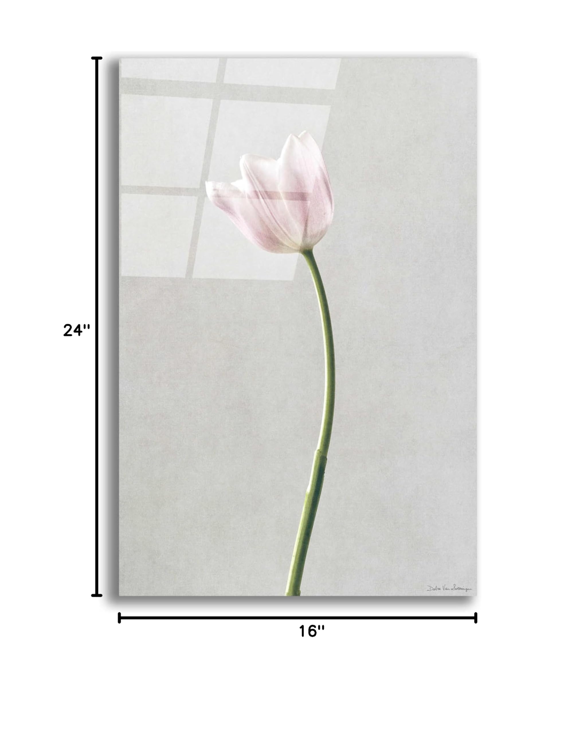 Light Tulips I Acrylic Glass Wall Art by Debra Van Swearingen - 16x24 Inches Modern Floral Painting for Living Room, Bedroom & Office Decor