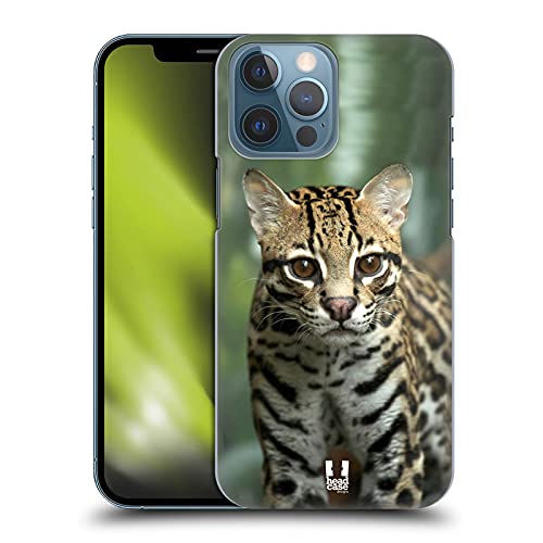 Closeup Of An Ocelot