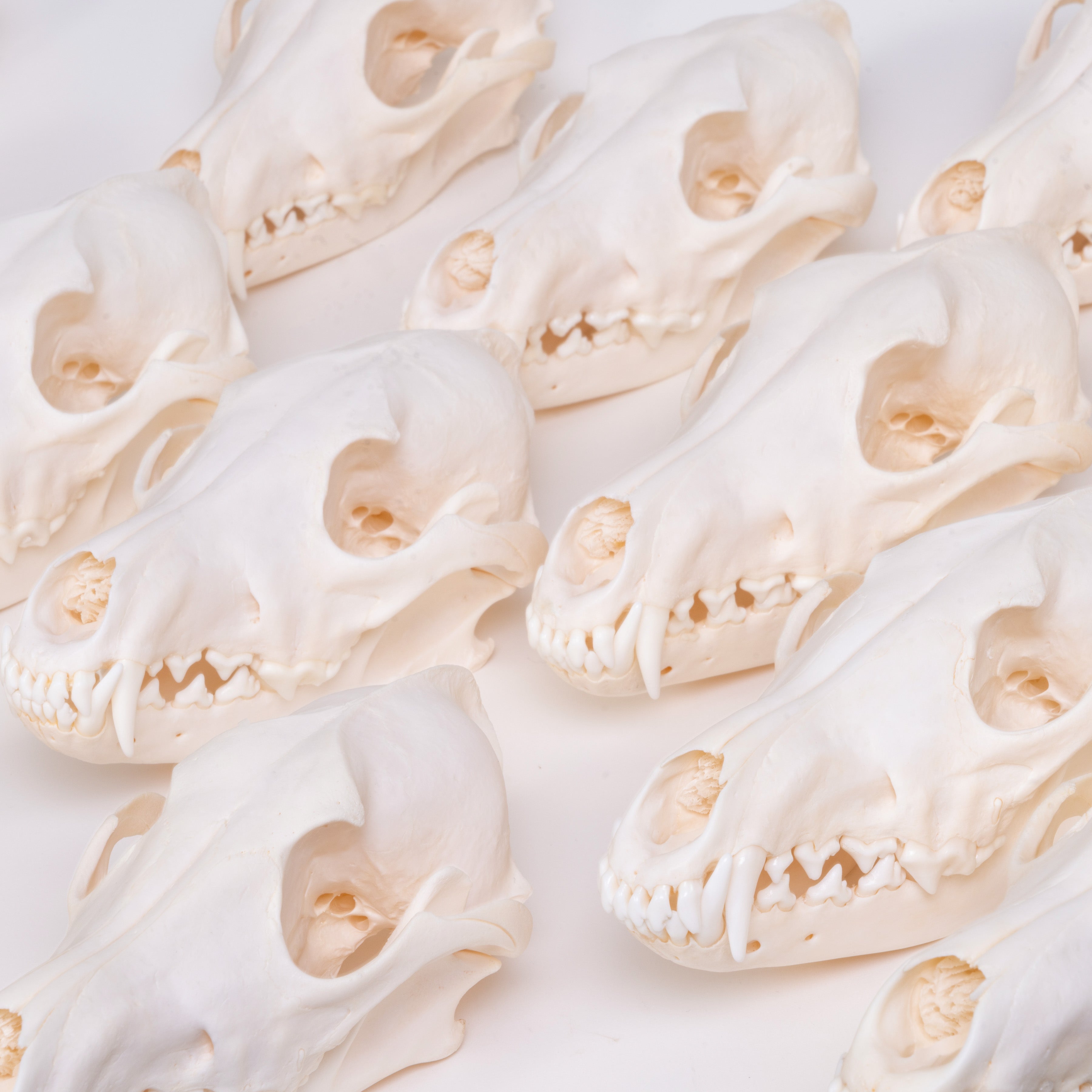 Authentic Real Coyote Skull - Taxidermy Specimen for Home Decor, Gothic Display, and Educational Use - Perfect for Halloween, Oddity Collections, and Science Classrooms