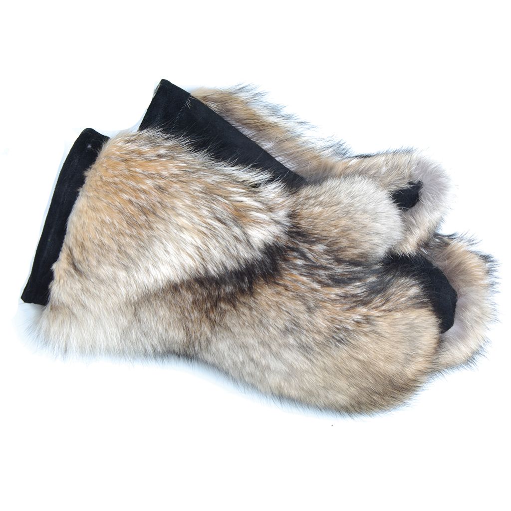 Coyote