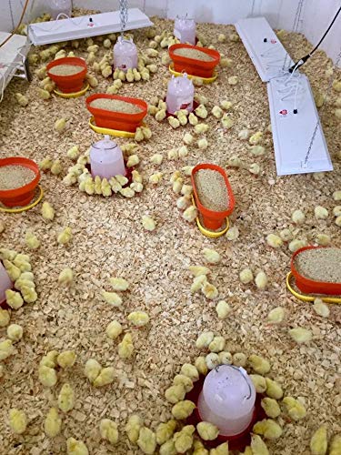 150W Safe Chick Heater for Coops & Animal Warmth - OH11x40 Size - Ideal for Poultry Brooding, Pet Heating & Winter Shelter Comfort