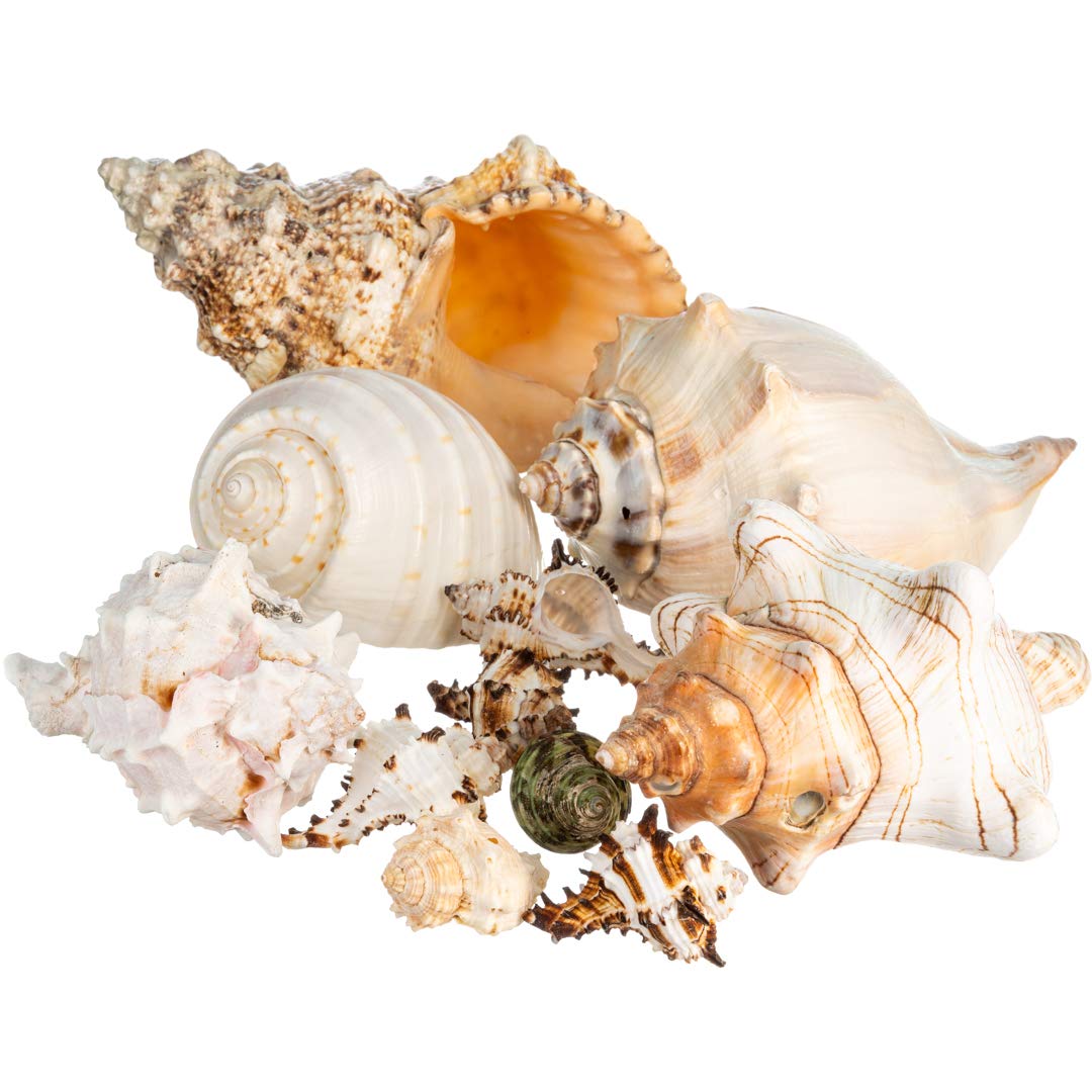 Natural Conch Shell Decor for Home & Crafts - Small 2-4