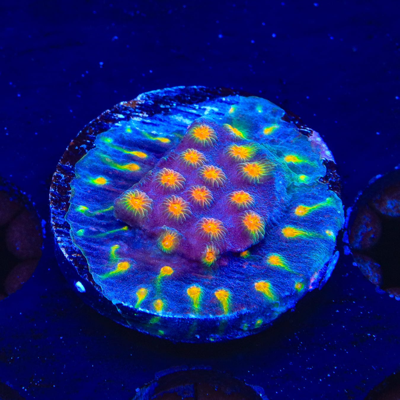 CB Monet Madness Cyphastrea Coral - Rare & Vibrant Saltwater Coral for Reef Tanks | Perfect for Aquascaping & Marine Aquariums