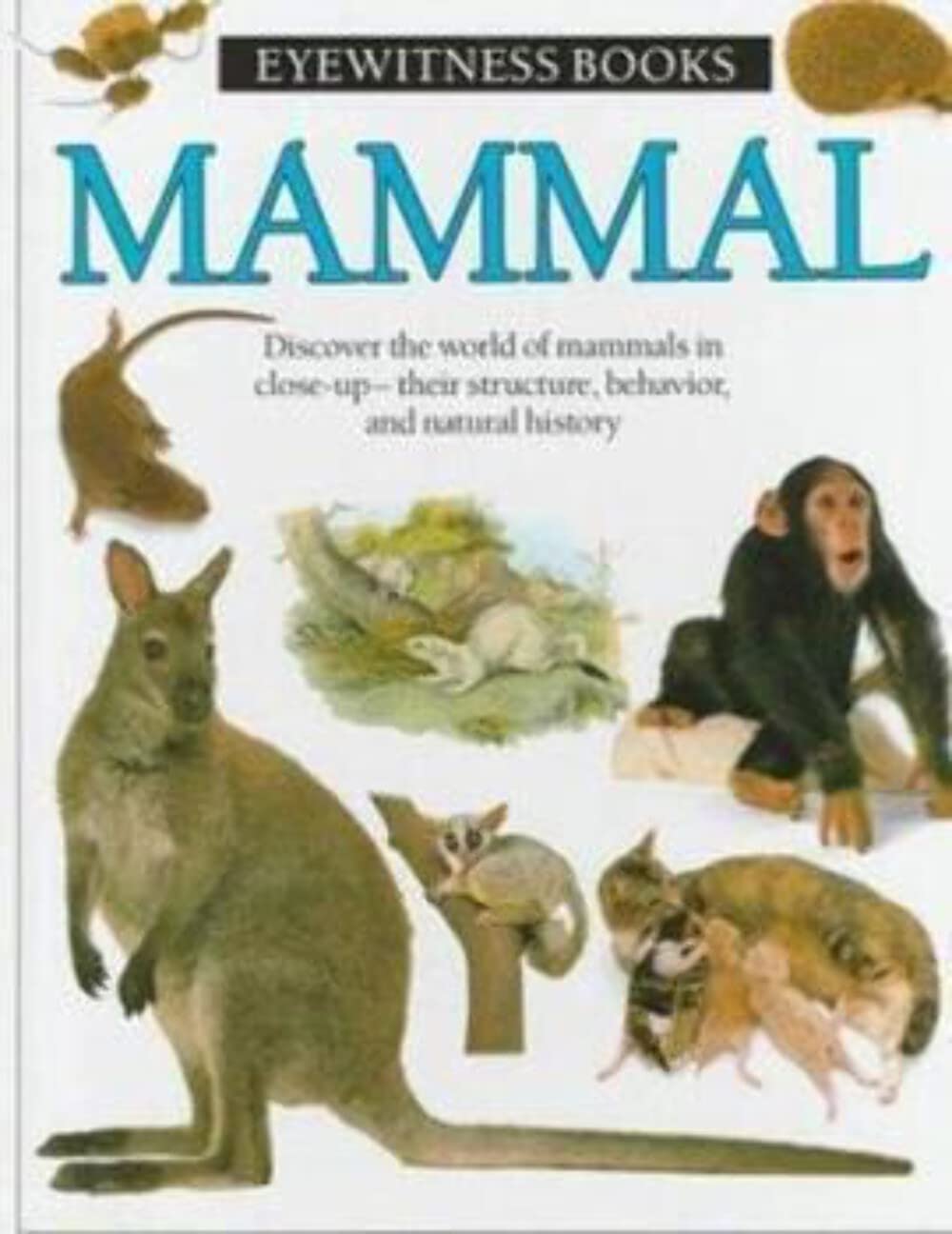 Mammal (Eyewitness Books) - Illustrated Wildlife Guide for Kids & Adults | Perfect for Homeschooling, Animal Research & Nature Lovers