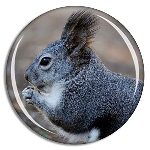 Squirrel Rodent