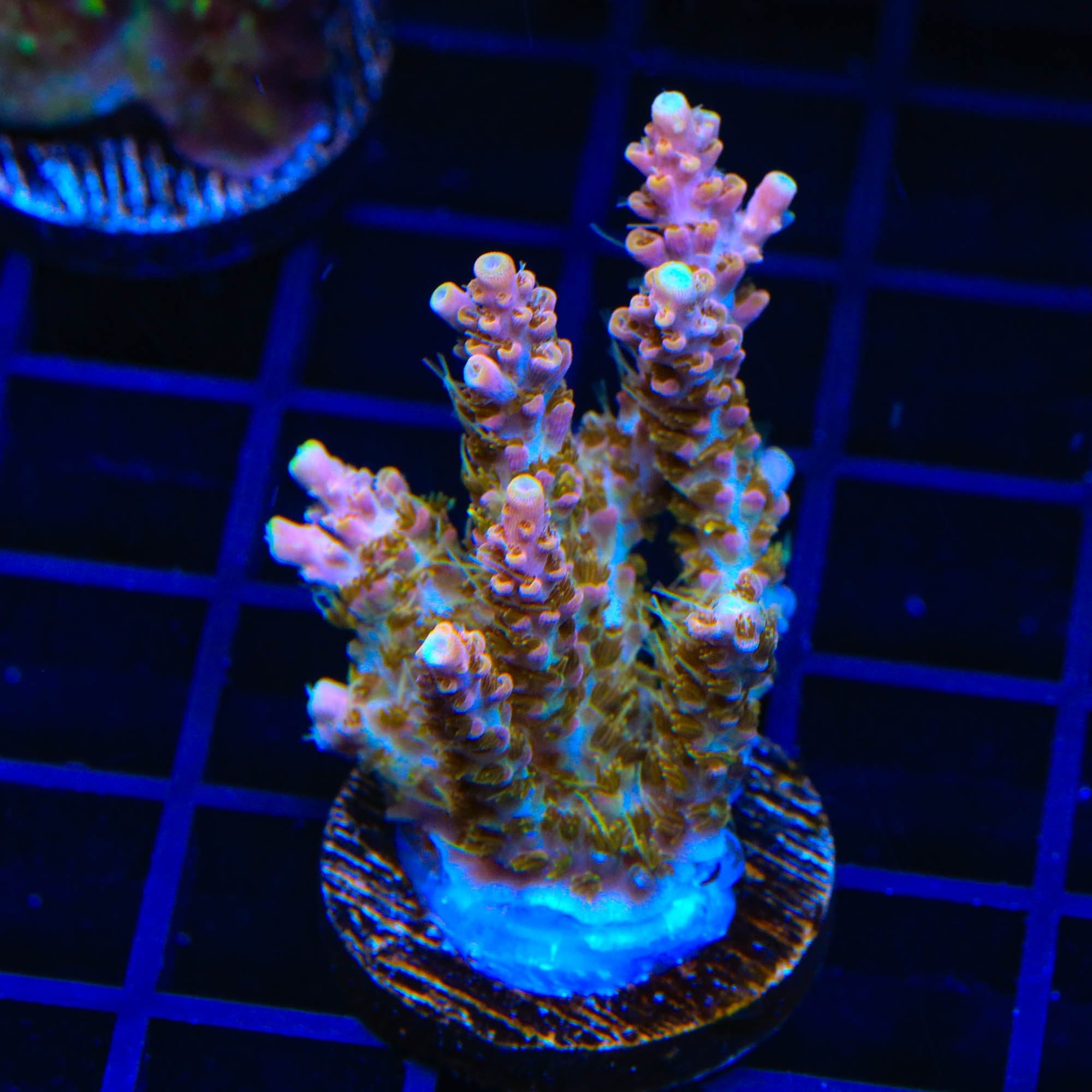 Premium CC Voodoo Majick Acropora XL Frag Coral - Large Saltwater Aquarium Coral for Reef Tanks & Marine Aquascaping