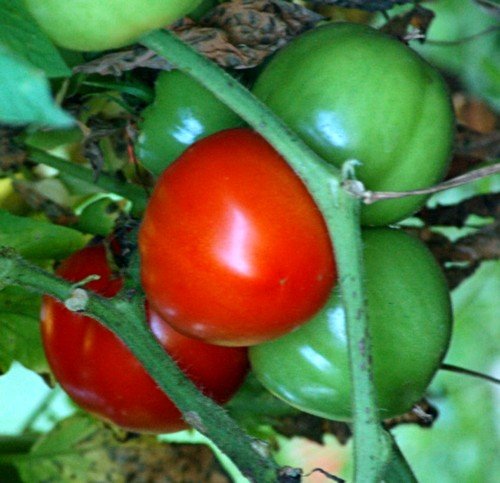 Fourth of July Tomato Plant - Fast Growing Heirloom Variety Ripens in 44 Days - 2.5