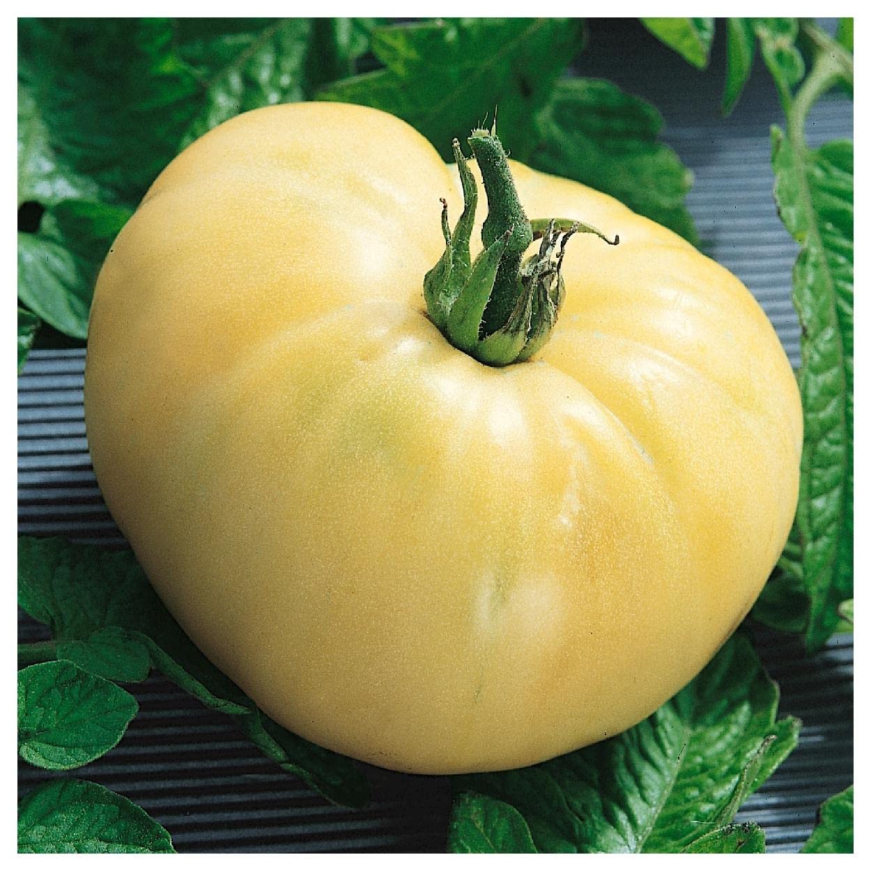 Organic White Wonder Beefsteak Heirloom Tomato Seeds - 25 Count - Non-GMO, Open Pollinated - Perfect for Home Gardens, Greenhouses & Container Planting - Gold Vault Packet by Everwilde Farms