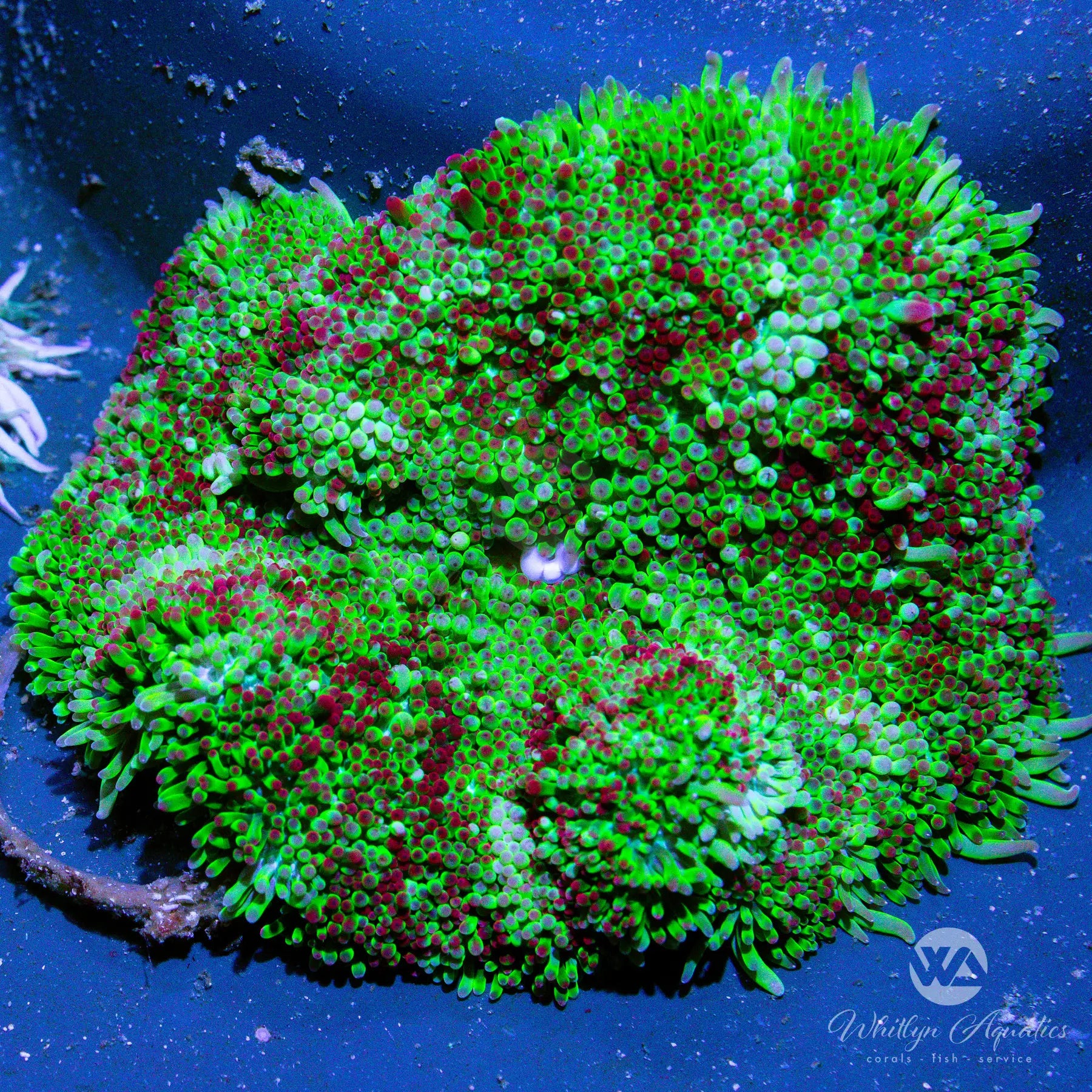 A01 Mini Carpet Anemone - Vibrant Saltwater Coral for Reef Aquariums | Perfect for Nano Tanks & Marine Displays | WYSIWYG Live Coral