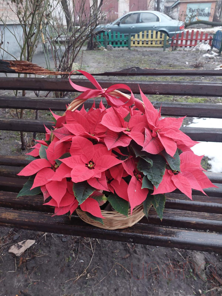 Beautiful Poinsettia Flower Basket - Christmas Decoration for Home, Office & Holiday Gifting | Perfect for Festive Centerpieces & Seasonal Décor