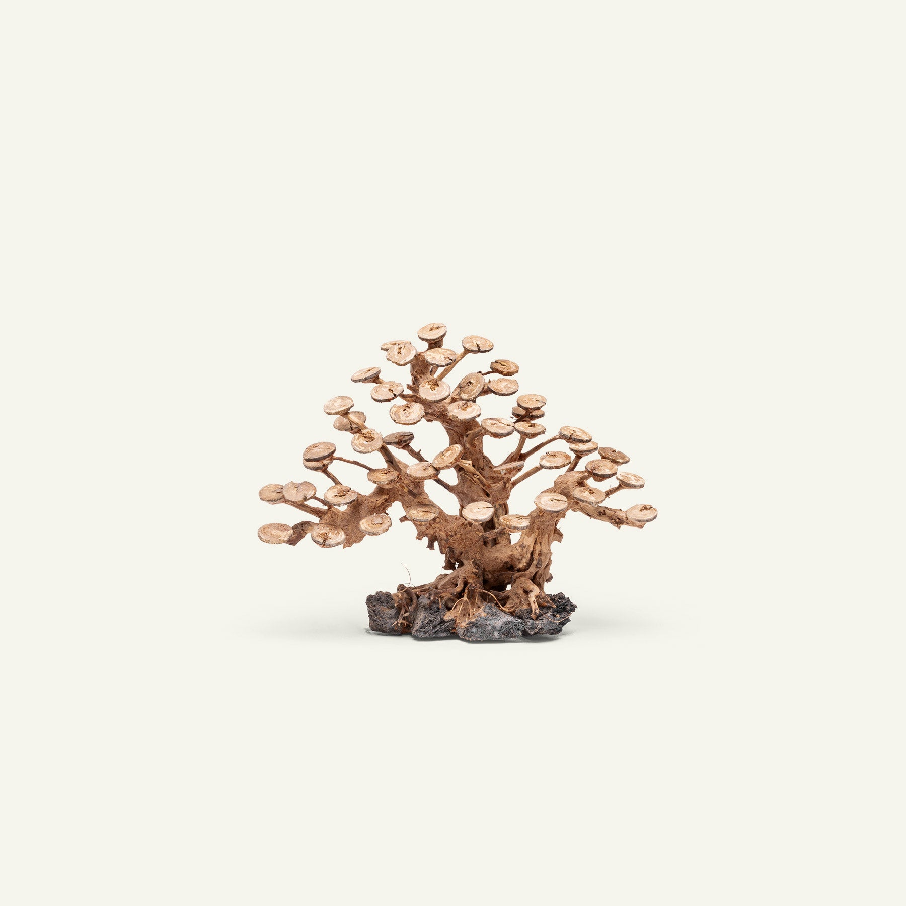 UNS Bonsai 016 - Premium Mini Bonsai Tree Kit for Home & Office Decor | Perfect for Zen Gardens, Desktop Decor, and Unique Gifts