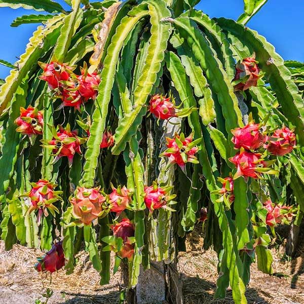 Brighter Blooms Dragon Fruit Cactus Plant - 1 Qt Pot Size - Home Garden Decor & Tropical Fruit Growing - Perfect for Indoor/Outdoor Planting