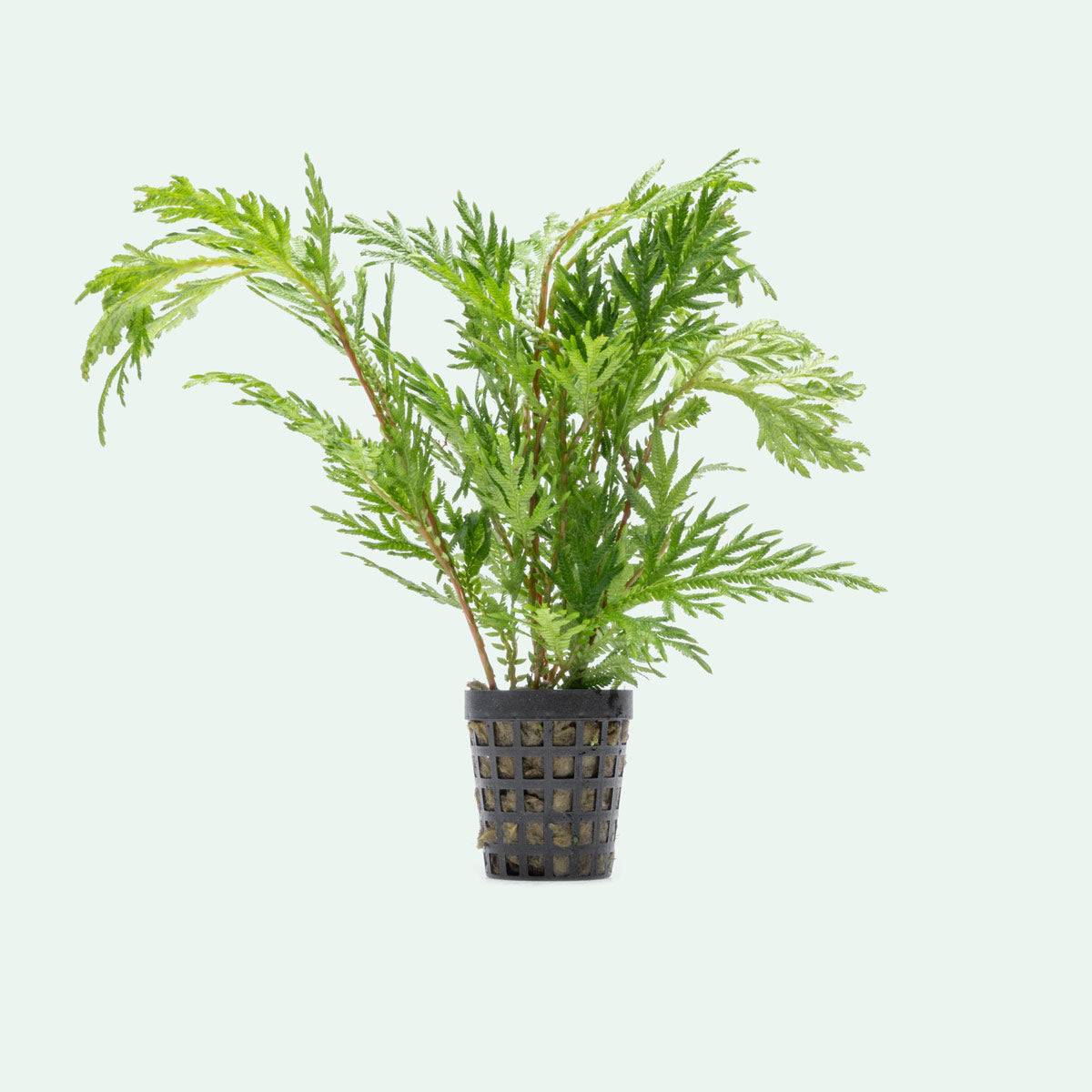 Selaginella Moellendorffii - Premium Live Plant for Home & Garden Decor | Perfect for Terrariums, Fairy Gardens, and Indoor Greenery
