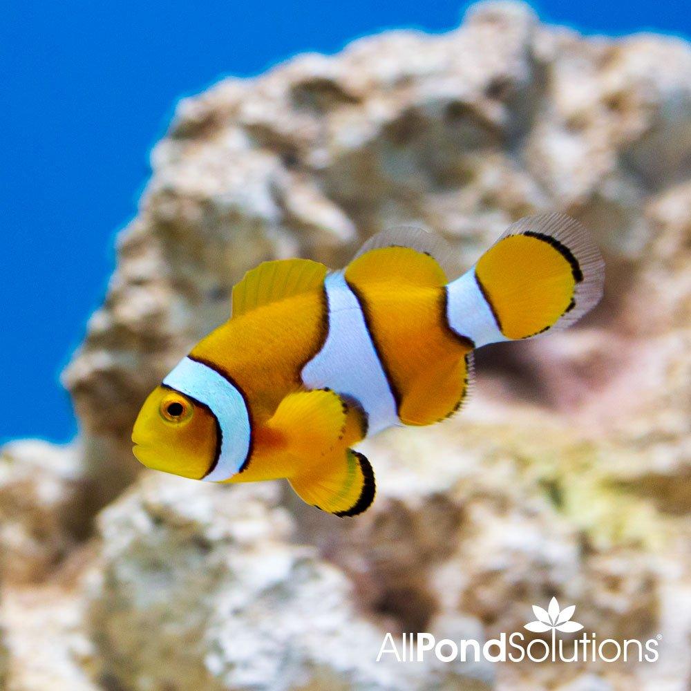 Percula Clownfish (Amphiprion percula) - Saltwater Aquarium Fish for Reef Tanks & Marine Aquariums | Perfect for Beginners & Expert Fish Keepers