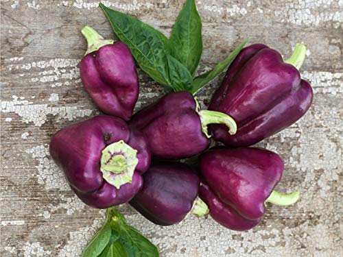 Organic Non-GMO Purple Heirloom Sweet Bell Pepper Seeds - Perfect for Home Gardening, Vegetable Patches & Sustainable Farming