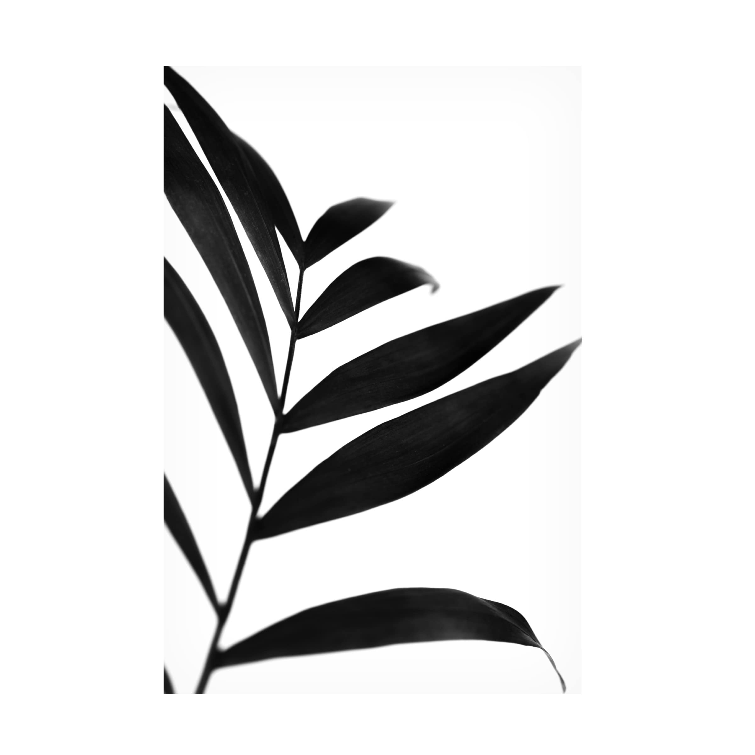 Renee W Stramel 'Black Palms IV' Canvas Wall Art Print - Modern Tropical Home Decor for Living Room, Bedroom & Office - Trademark Fine Art Collection