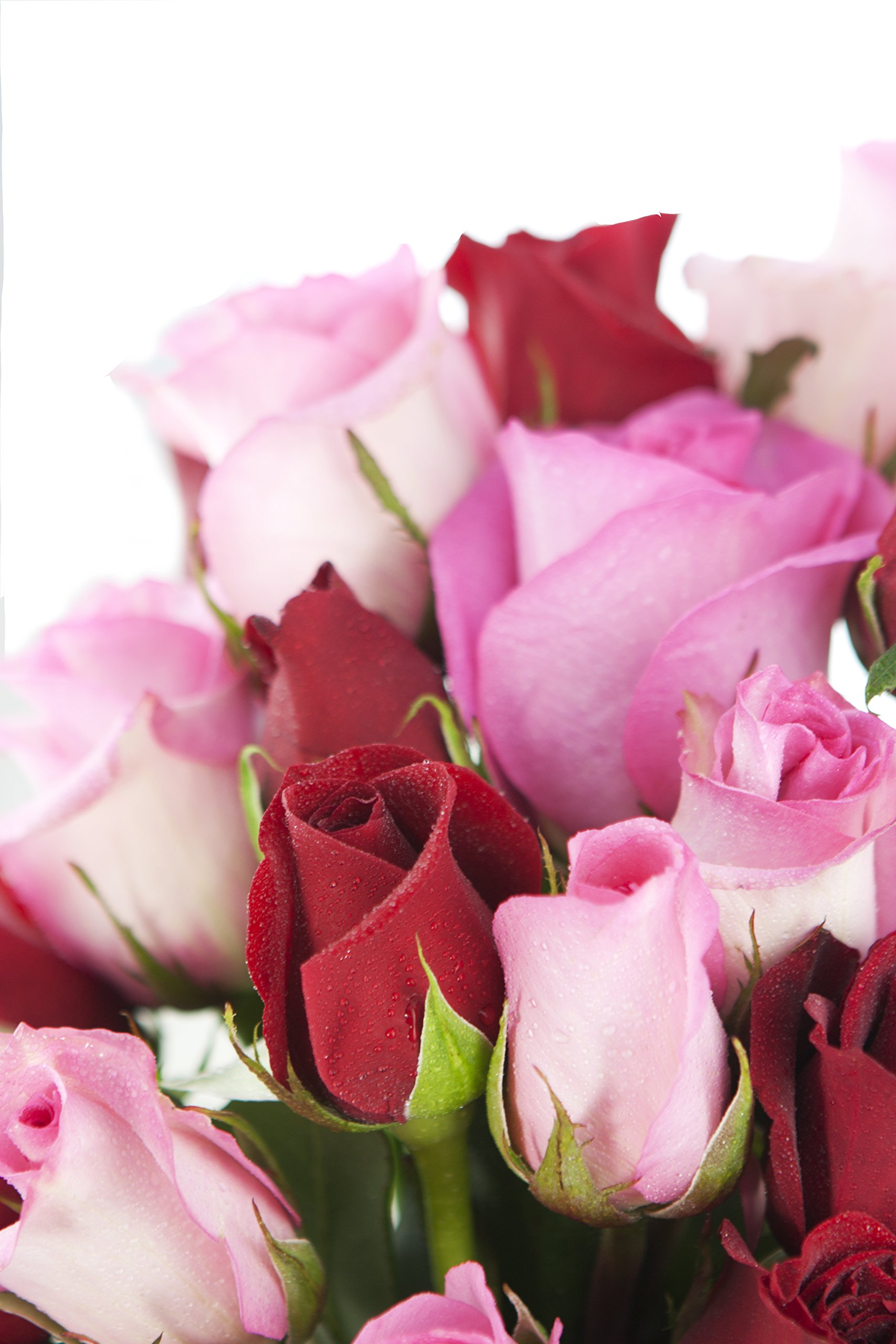 KaBloom Premium Fresh Roses - 24 Long Stem Red & Pink Roses with Glass Vase | Next Day Delivery | Perfect Gift for Mother's Day, Valentine's Day, Birthday, Anniversary & Get Well Wishes | Elegant Home Decor & Wedding Centerpiece Flowers