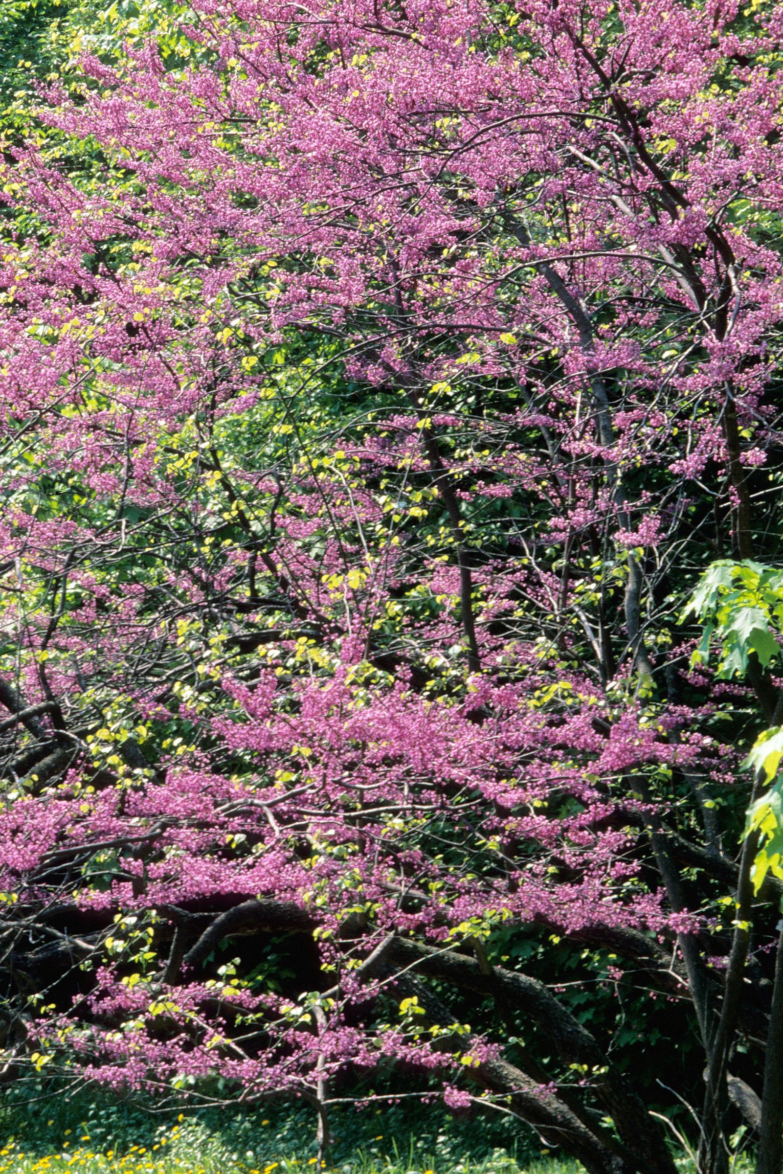Cercis Canadensis MN Strain #10 - Premium Redbud Tree for Landscaping & Garden Decoration | Perfect for Backyard, Patio, and Outdoor Spaces