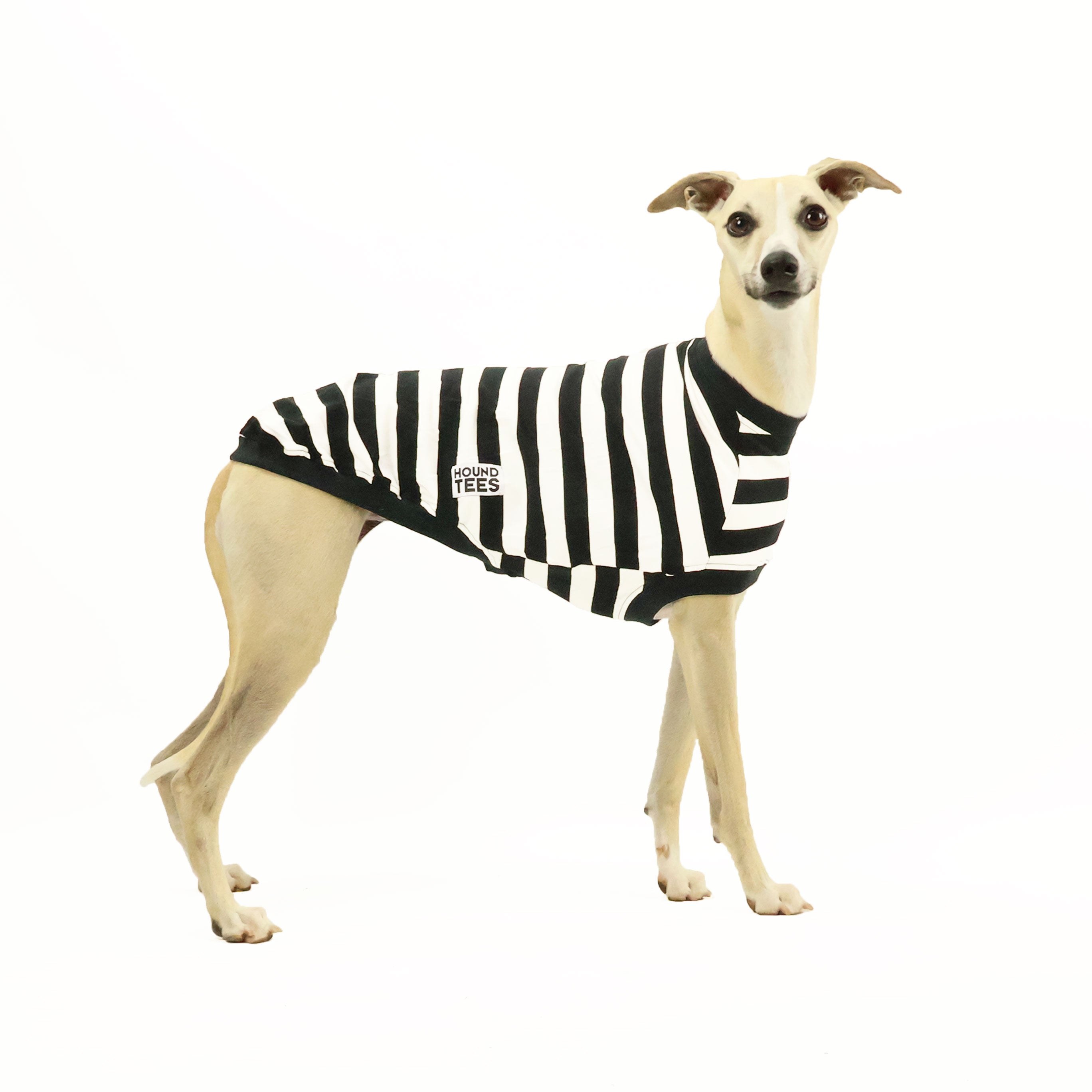 Jailbreak Whippet Sleeveless Hound Graphic T-Shirt - Trendy Dog Lover Apparel for Casual Wear & Outdoor Activities