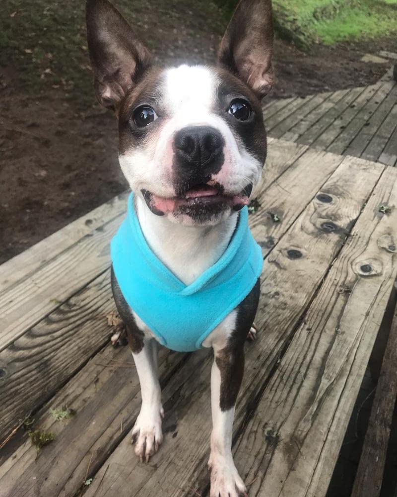 Gooby Fleece Vest Dog Sweater - Warm Pullover Fleece Jacket for Small Dogs with O-Ring Leash - Winter Dog Coat for Cold Weather - Turquoise, Small - Perfect for Outdoor Walks and Winter Adventures