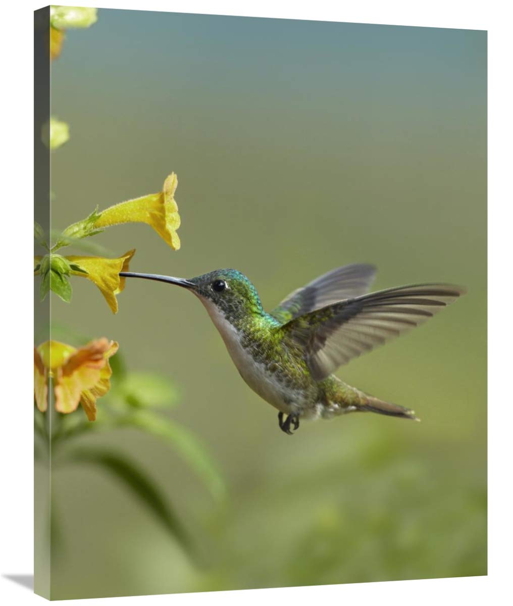 24 x 32 Inch Andean Emerald Hummingbird Feeding on Yellow Flower Art Print - Ecuador Wildlife Photography by Tim Fitzharris - Perfect for Home Decor, Office Wall Art & Nature Lover Gifts