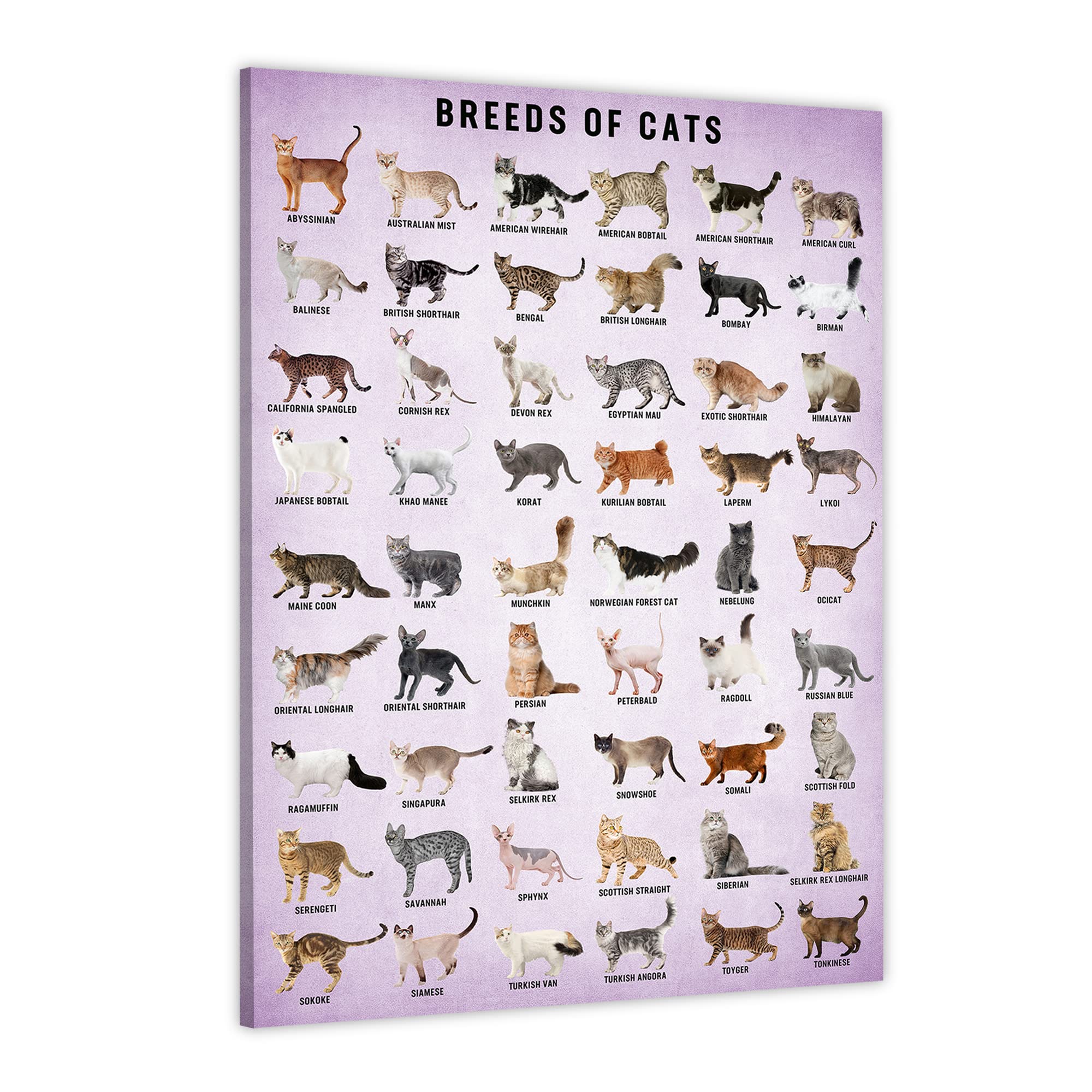 Vintage Cat Breeds Poster - 12x16 Inch Framed Wall Art for Cat Lovers | Types of Cats Knowledge Decor | Perfect for Living Room, Bedroom & Cat Themed Nursery