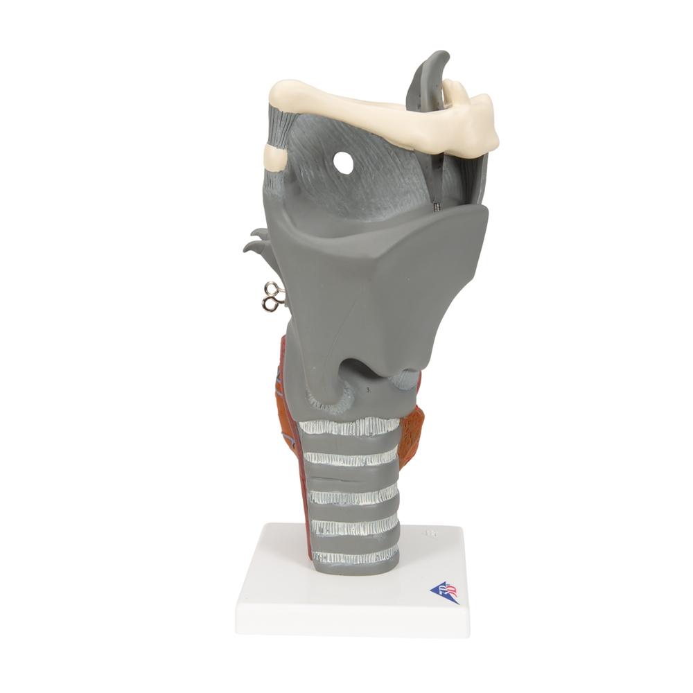 Premium 2.5X Enlarged Larynx Anatomy Model - Detailed Functional Human Throat Structure for Medical Students, Doctors & Speech Therapists - Perfect for Classroom Demonstrations & Clinical Training